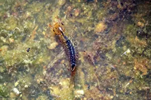 Coleoptera Insect Images Drucke: Small predatory diving beetle (Hydroporus sp)