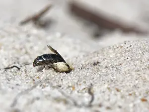 Mining Bee Drucke: Small sandpit mining bee (Andrena argentata)