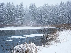 German Forest In Winter Drucke: Snowfall over pond and forest, Upper Bavaria, Germany. February, 2023