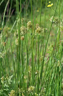 Great Britain Nature Reserves Drucke: Soft-rush (Juncus effusus), Headley Heath, Surrey, England, UK. June