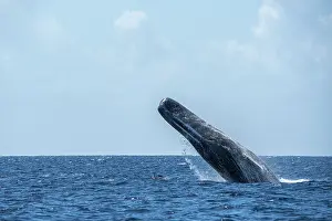 Cetacean Animal Pictures Drucke: Sperm whale (Physeter macrocephalus) breaching, Dominica, Caribbean Sea
