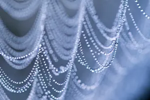 Devon Wildlife Images Drucke: Spider's web covered in dew, close up, Devon, England, UK. September, 2023