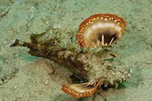 Ray Finned Fish Drucke: Spiny devilfish (Inimicus didactylus) moving over seabed