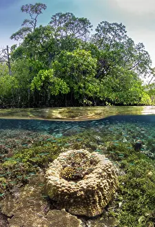 Raja Ampat Marine Life Drucke: Split level image of Hard corals (Porites sp)