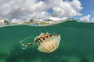 Western Europe Ocean Views Drucke: Split level view of Compass jellyfish (Chrysaora hysoscella)