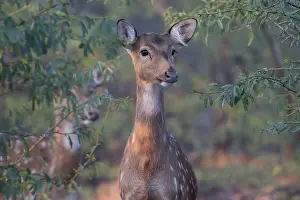 Even Toed Ungulates Images Drucke: Spotted deer (Cervus axis) portrait