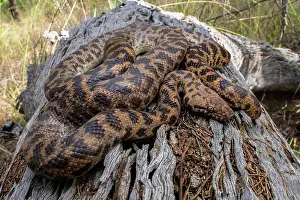 Australian Snakes Drucke: Spotted python (Antaresia maculosa) resting on log, Inglewood, Queensland, Australia