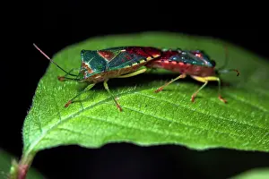 Shield Bug Reproduction Drucke: Stink bugs (Acanthosoma denticauda) pair mating on a leaf, Yamanashi Prefecture, Japan