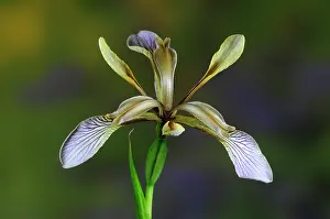 Western European Wildflowers Drucke: Stinking iris (Iris foetidissima) in flower, Dorset, UK. Studio shot