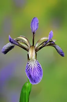 Great Britain Plant Life Drucke: Stinking iris (Iris foetidissima) flower, Dorset, UK June. Studio shot