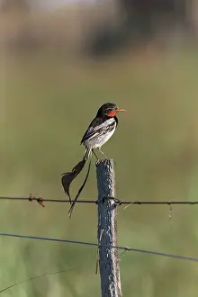 Argentina Wildlife Drucke: Strange-tailed tyrant (Alectrurus risora) male