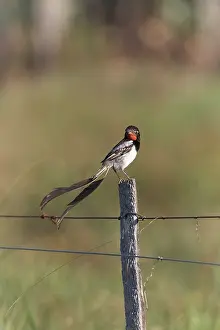 Endangered Bird Species Drucke: Strange-tailed tyrant (Alectrurus risora) male