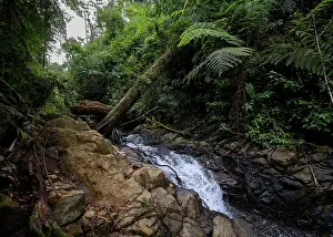 Central America Cloud Forest Drucke: Stream flowing over rocks amongst dense cloud forest vegetation