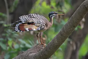 Vertebrate Animals Drucke: Sunbittern (Eurypyga helias) perched on branch, Pampas del Yacuma, El Beni, Bolivia