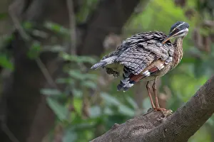 Vertebrate Animals Drucke: Sunbittern (Eurypyga helias) perched on branch, Pampas del Yacuma, El Beni, Bolivia