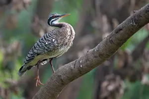 Latin American Wildlife Photos Drucke: Sunbittern (Eurypyga helias) perched on branch, Pampas del Yacuma, El Beni, Bolivia