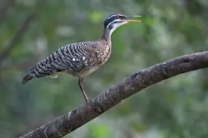 Vertebrate Animals Drucke: Sunbittern (Eurypyga helias) perched on branch, Pampas del Yacuma, El Beni, Bolivia