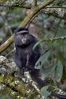 Sykes-Makaken (Cercopithecus mitis albogularis) sitzt in Baum, Uganda.