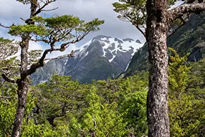 Mountain Forest Scenery Drucke: Temperate forest and mountain landscape