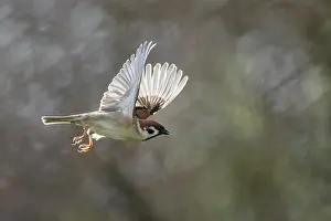 Wildlife Birds Europe Drucke: Tree sparrow (Passer montanus), in flight, Bavaria, Germany. February
