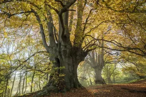 Altbeechen (Fagus sylvatica), Linhof Holz, Gloucestershire Großbritannien