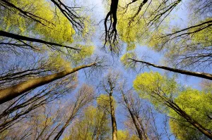 Bäume Drucke: Blick in den Ästling der Fichte-Bestand (Fagus sylvatica) im Westwald von Wiltshire