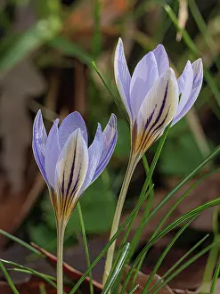 Purple Flowering Plants Europe Drucke: Twin flowered crocus (Crocus biflorus) in flower, Tuscany, Italy. January