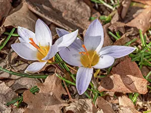 Asparagales Order Flowers Drucke: Twin flowered crocus (Crocus biflorus) in flower along a path