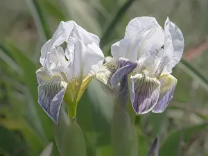Asparagales Order Flowers Drucke: Twin-flowered iris (Iris bicapitata) in flower, Gargano, Puglia, Italy. April