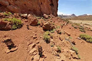 Canary Islands Volcanic Landscape Drucke: Various endemic plants