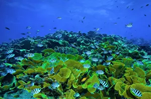 Hard Coral Species Drucke: Waves breaking over a shallow reef with hard