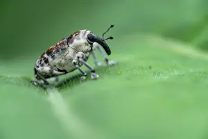 Central America Wildlife Images Drucke: Weevil (Peridinetus ecuadoricus) resting on a leaf, Limon, Costa Rica