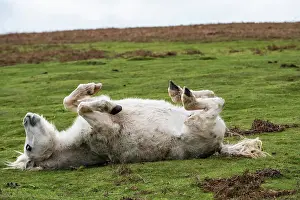 Western European Horses Drucke: Welsh Mountain pony rolling on its back, Garway Hill, Herefordshire, England, UK. November