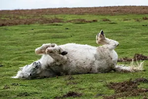 Welsh Mountain Pony Drucke: Welsh Mountain pony rolling on its back, Garway Hill, Herefordshire, England, UK. November