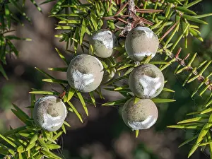 Cupressaceae Family Plants Drucke: Western prickly juniper (Juniperus oxycedrus) berries on tree