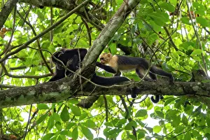 Rainforest Biodiversity Hotspot Drucke: White-faced capuchin (Cebus capucinus imitator) approaching a female Mantled howler monkey (Alouatta palliata)