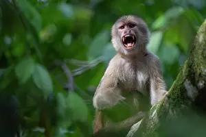 South American National Parks Drucke: White-fronted capuchin (Cebus albifrons) in tree calling