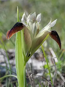 Iridaceae Family Images Drucke: Widow iris (Iris tuberosa) in flower, Monte St Angelo, Gargano, Puglia, Italy. April