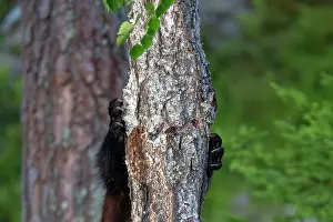 European Mustelid Species Drucke: Wolverine (Gulo gulo) climbing up tree, Karbole, Halsingland, Sweden. July