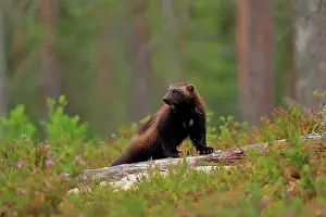 Carnivore Mammals Europe Drucke: Wolverine (Gulo gulo) standing on fallen tree in boreal forest, Finland. July
