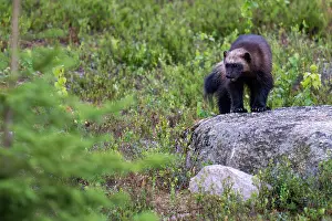 Mustelid Animal Pictures Drucke: Wolverine (Gulo gulo) standing on a rock, Karbole, Halsingland, Sweden. June
