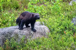 Northern European Mammals Drucke: Wolverine (Gulo gulo) standing on a rock, Karbole, Halsingland, Sweden. July