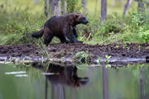 Wildlife Finland Drucke: Wolverine (Gulo gulo) walking along edge of forest pool