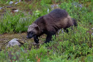 Scandinavian Wildlife Images Drucke: Wolverine (Gulo gulo) walking through forest clearing, Karbole, Halsingland, Sweden. July