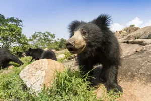 Faultier Drucke: Bär der Schlafmütze (Melursus ursinus)