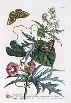 Abutilon, Convolvulus, ca. 1748 (händisch gefärbte Lithographie)