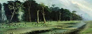 Tranquil Forest Landscape Drucke: 2683748