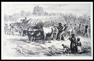 Agrarian Lifestyle Images Drucke: 2683897