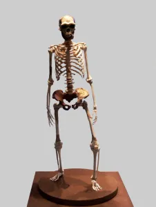 Human Skeleton Model Drucke: 2684398