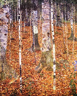 White Birch Trees Drucke: 2685724